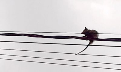 Gambá saruê ficou preso na fiação em Várzea Paulista. (Foto: Reprodução)