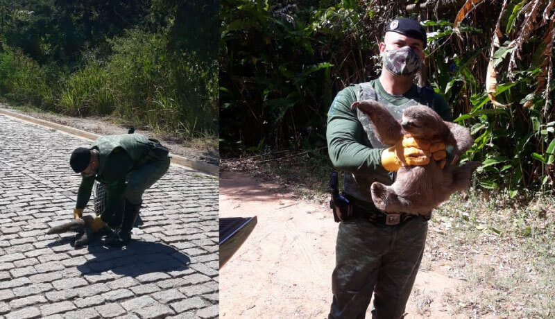 Guarda da Divisão Florestal pegando bicho-preguiça para levar à Mata Ciliar