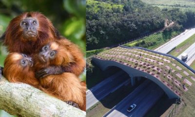 Família de mico-leão-dourado à esquerda; à direita, imagem aérea de viaduto vegetado