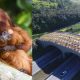 Família de mico-leão-dourado à esquerda; à direita, imagem aérea de viaduto vegetado