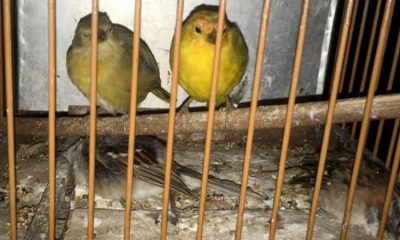 Pássaros presos em gaiolas, com animais já mortos