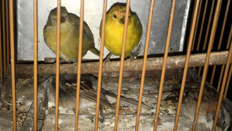 Pássaros presos em gaiolas, com animais já mortos