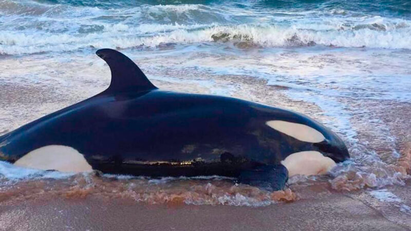 Orca encalhada em faixa de areia de praia na Bahia