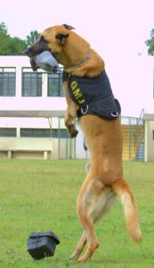 Athon, cão da Guarda Municipal de Jundiaí. (Foto: Divulgação)