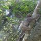 Bicho-preguiça é solto na Serra do Japi. (Foto: Divulgação/CCR AutoBAn)