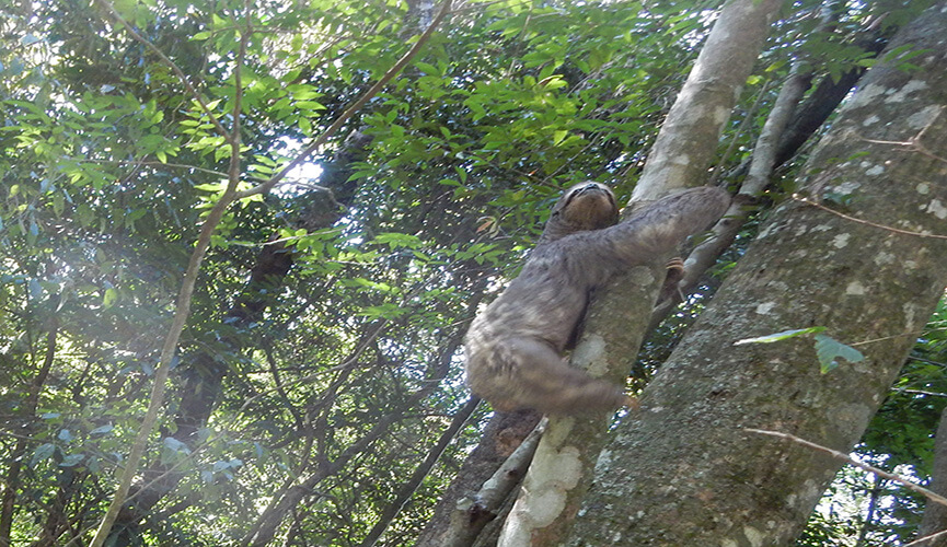 Bicho-preguiça é solto na Serra do Japi. (Foto: Divulgação/CCR AutoBAn)