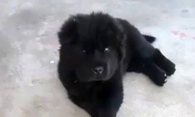 Cachorro de Santa Catarina. (Foto: Reprodução/Facebook)