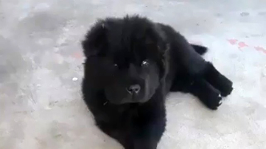 Cachorro de Santa Catarina. (Foto: Reprodução/Facebook)