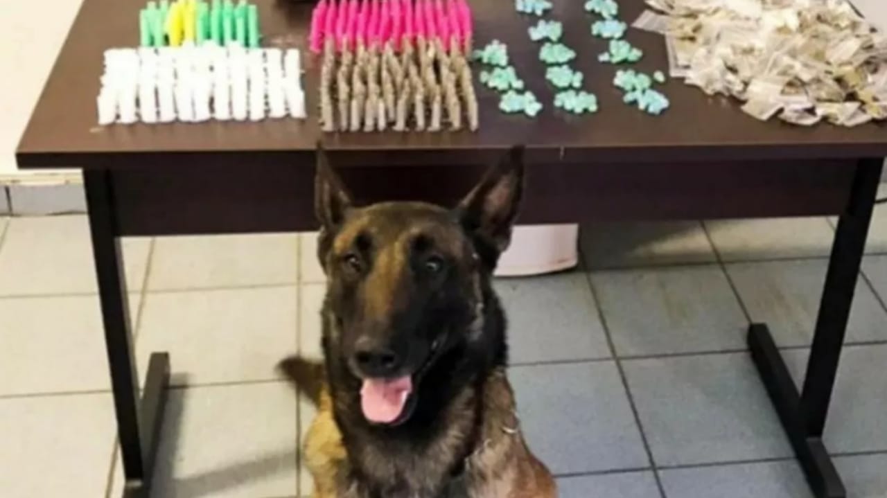Foto de cão farejador em frente à apreensão de drogas.