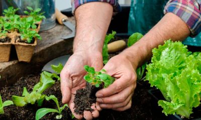 Horta doméstica. (Foto: Shutterstock)