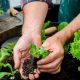 Horta doméstica. (Foto: Shutterstock)