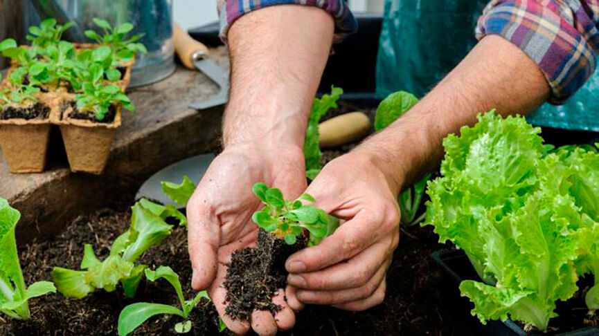 Horta doméstica. (Foto: Shutterstock)