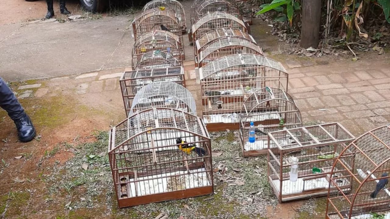 Gaiolas com aves resgatadas pela Polícia Ambiental de Jundiaí.