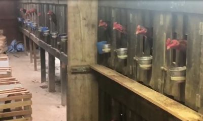 Foto de galos presos em gaiolas de madeira
