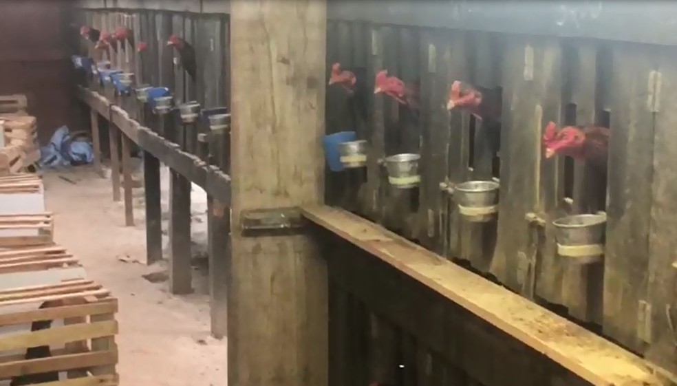 Foto de galos presos em gaiolas de madeira