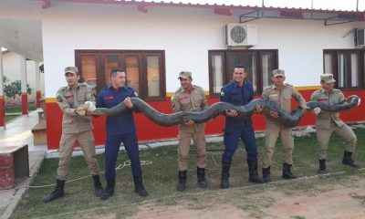 Sucuri capturada no Acre. (Foto: Divulgação)