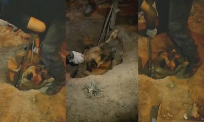 Resgate de cachorro preso em tubulação em Várzea Paulista