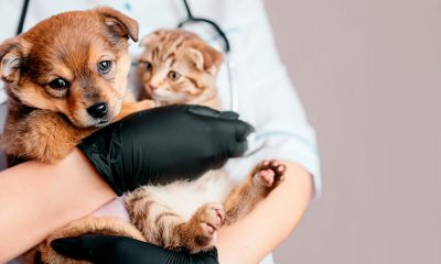Senado aprova pena maiorpara maus-tratos contra cães ou gatos. (Foto: Freepik)