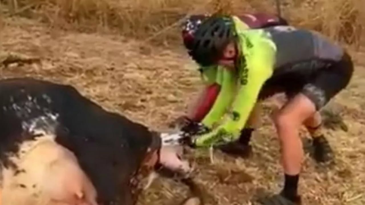 Ciclistas param passeio para auxiliar em parto de vaca