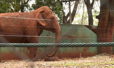 Elefanta Bambi no Zoológico de Ribeirão Preto