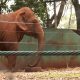 Elefanta Bambi no Zoológico de Ribeirão Preto