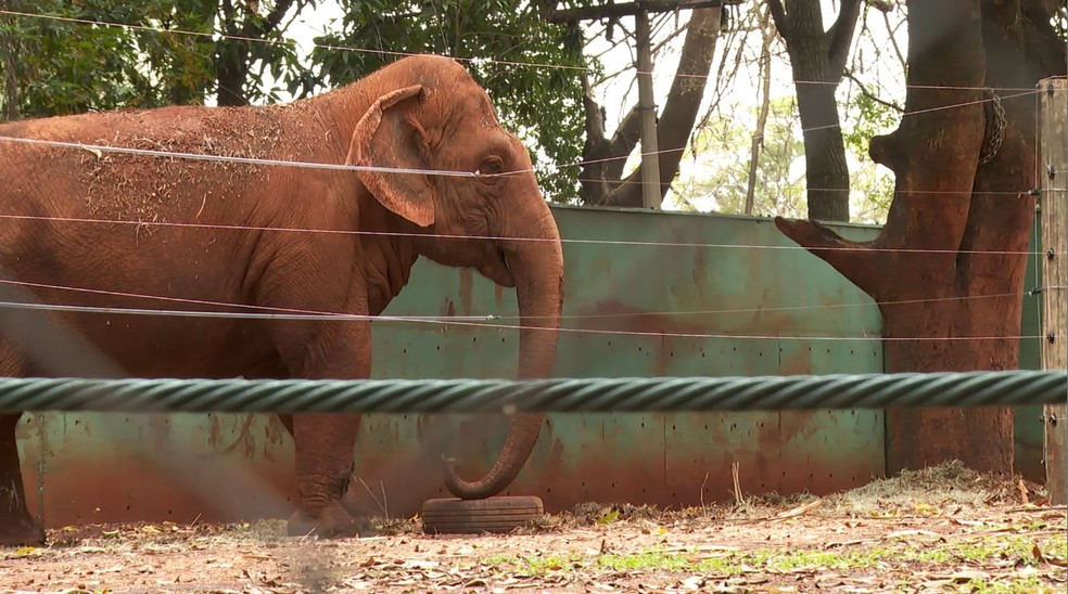 Elefanta Bambi no Zoológico de Ribeirão Preto