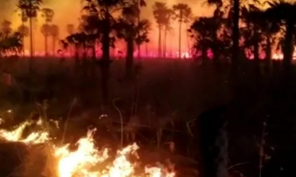 Incêndios atingiram o Pantanal nas últimas semanas
