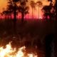 Incêndios atingiram o Pantanal nas últimas semanas