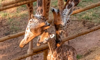 Filhote de girafa nasce no Zooparque Itatiba. (Foto: Divulgação)
