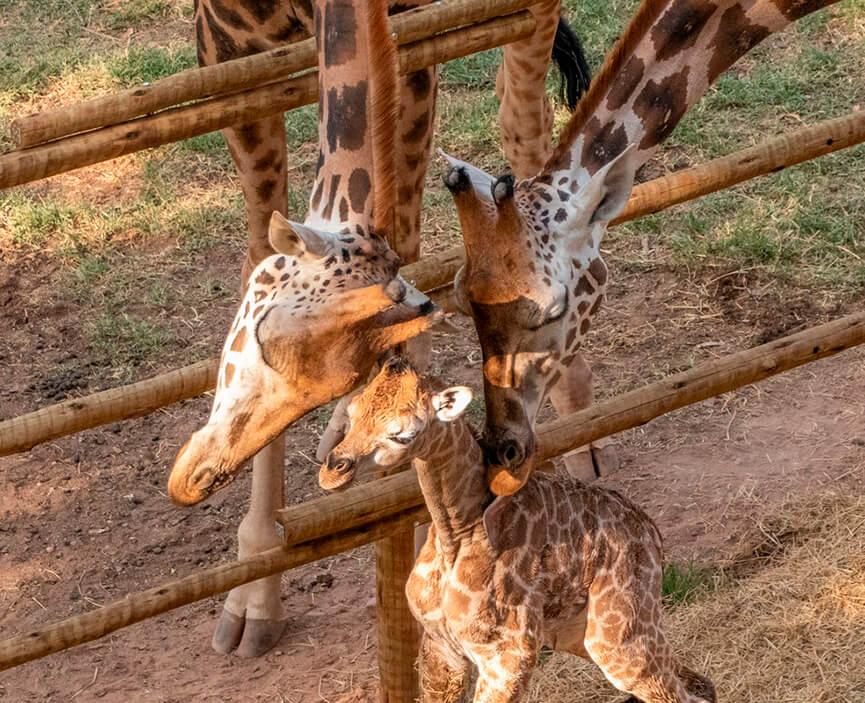 Filhote de girafa nasce no Zooparque Itatiba. (Foto: Divulgação)