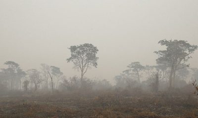 Matas queimadas após incêndio no Pantanal