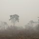 Matas queimadas após incêndio no Pantanal