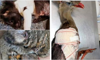 Animais feridos na Associação Mata Ciliar. (Foto: Divulgação)