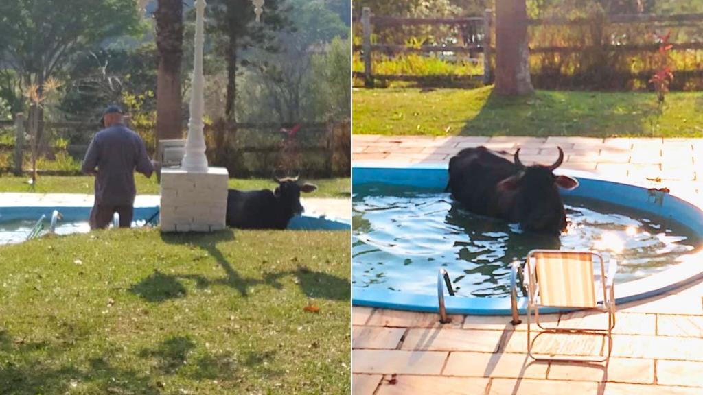 Foto da vaca que caiu em piscina em Vinhedo