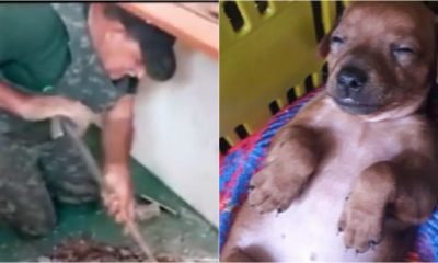 Agente da Polícia Ambiental salvou cachorro preso em encanamento, em Várzea Paulista