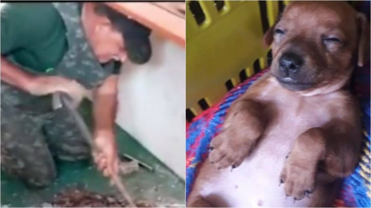 Agente da Polícia Ambiental salvou cachorro preso em encanamento, em Várzea Paulista