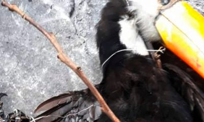 Tucano morre degolado por linha de cerol. (Foto; Divulgação)