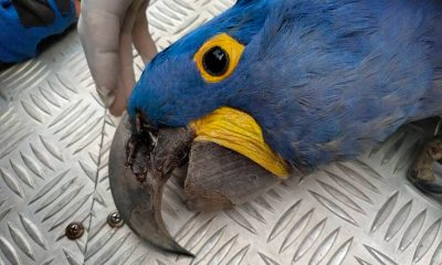 Arara-azul encontrada morta no Pantanal de MS. (Foto: Instituto Arara Azul / Divulgação)