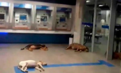 Cães em agência bancária mineira. (Foto: Reprodução)