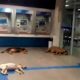 Cães em agência bancária mineira. (Foto: Reprodução)