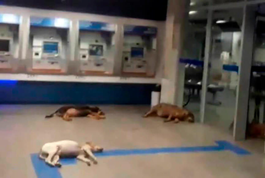 Cães em agência bancária mineira. (Foto: Reprodução)