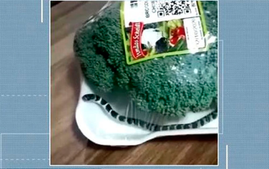 Brócolis com cobra. (Foto: Reprodução)