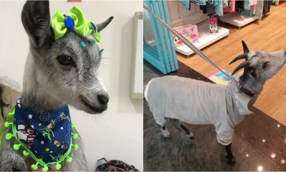 Karabina, mini cabra que vivem em apartamento de Jundiaí
