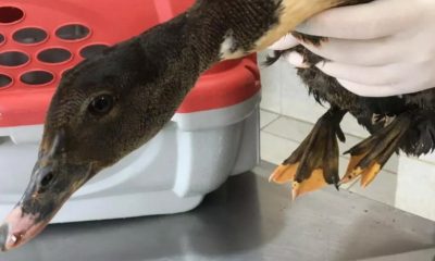 Pato ferido após se enroscar em anzol deixado em lago, em Jundiaí