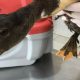Pato ferido após se enroscar em anzol deixado em lago, em Jundiaí