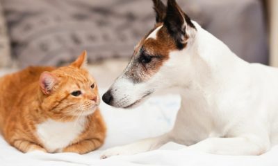 Cachorro e gato se olhando em uma cama