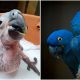 Filhote de arara-azul nasce no Zooparque Itatiba. (Foto: Divulgação)
