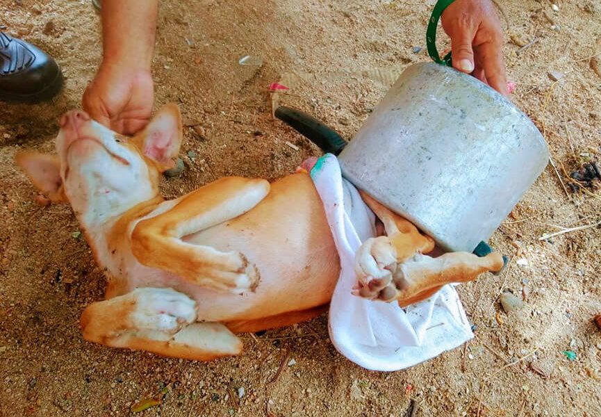 Cachorro fica preso em panela. (Foto: Divulgação)