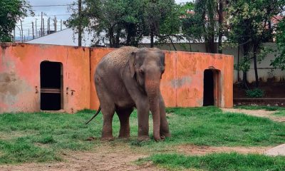 Elefante Haissa. (Foto: Divulgação)