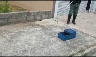GM captura cobra cascavel em Jundiaí